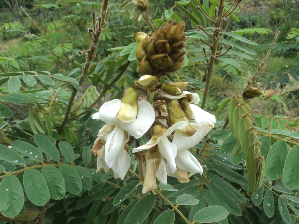 Tephrosia vogelii Hook.f.